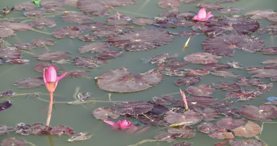 Lotus Pond, lumbini