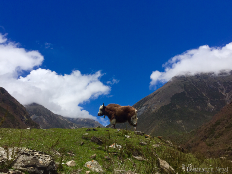 12 National Parks of Nepal