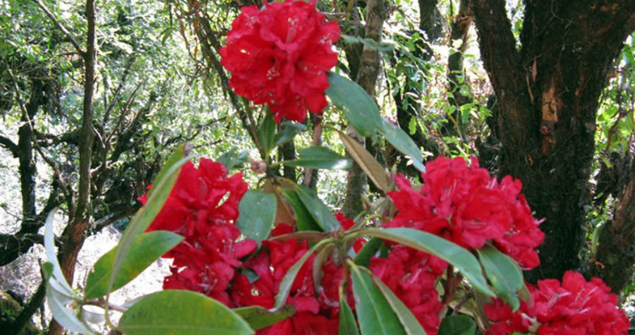 National Flower of Nepal