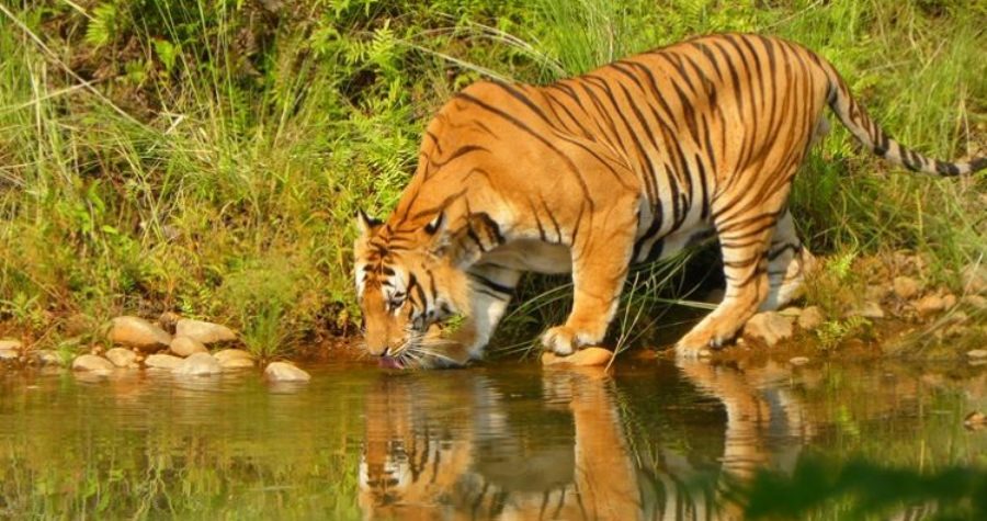 The growth of Tigers in Nepal brings both Joy and Fear