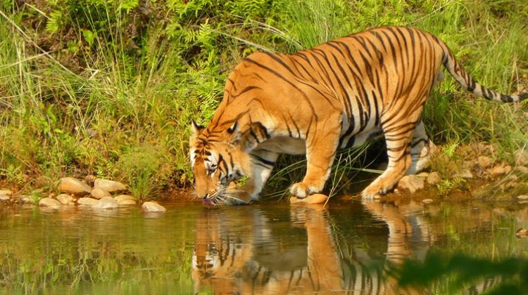 The growth of Tigers in Nepal brings both Joy and Fear
