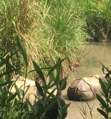 rhino, chitwan national park