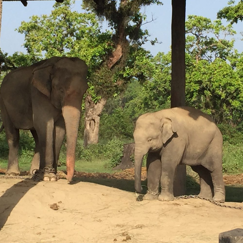 elephant breeding center