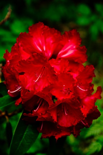 Rhododendron Shey Phoksundo