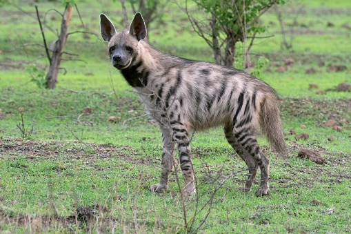 striped hyena banke
