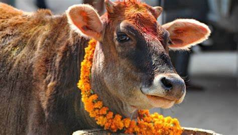 Festival of Lights Tihar in Nepal