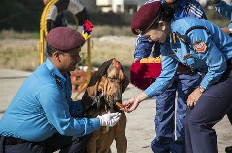 Festival Of Lights Tihar In Nepal Outdoor Himalayan Treks