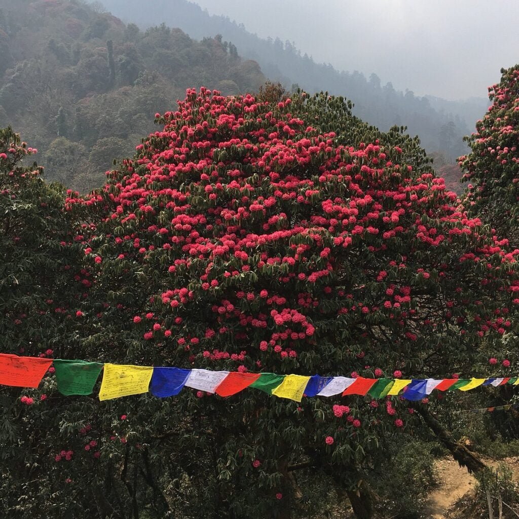 Top Spring Treks in Nepal